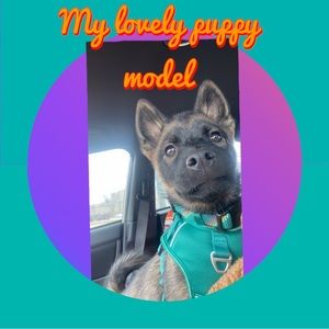 Arcadia trail dark green dog harness and matching paracord collar